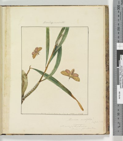 Strona 43. Talerz 11 Bombyx Nasuta, 1803-04 (odbitki akwaforty ręcznie kolorowane) autorstwa John William Lewin