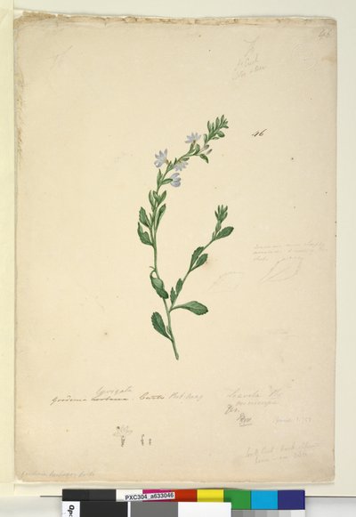 Strona 46. Goodenia laevigata, c.1803-06 (toaleta, długopis, atrament i ołówek) autorstwa John William Lewin