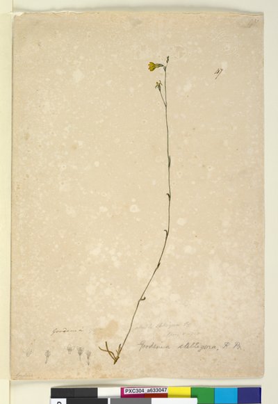 Strona 47. Goodenia stelligera, c.1803-06 (toaleta, długopis, atrament i ołówek) autorstwa John William Lewin
