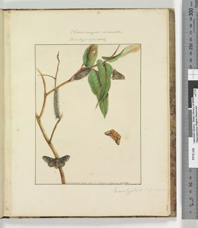 Strona 47. Talerz 12 Clisiocampa Lewinae Bombyx Lewinae, 1803-04 (odbitki akwaforty ręcznie kolorowane) autorstwa John William Lewin
