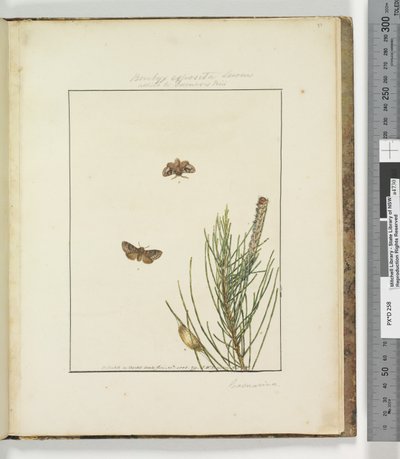 Strona 51. Talerz 13 Bombyx Exposita Lewin sprzymierzony z..., 1803-04 (odbitki akwaforty ręcznie kolorowane) autorstwa John William Lewin