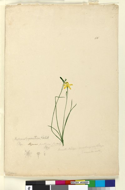 Strona 55. Hypoxis hygrometrica, c.1803-06 (toaleta, długopis, atrament i ołówek) autorstwa John William Lewin