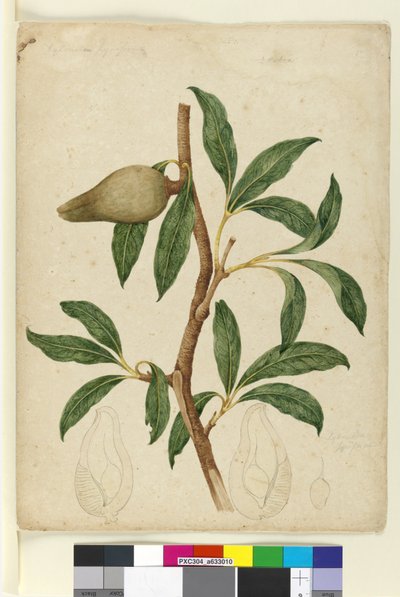 Strona 5. Xylomelum pyriforme, c.1803-06 (toaleta, długopis, atrament i ołówek) autorstwa John William Lewin