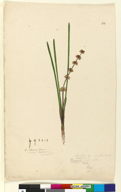Strona 62. Xerotes Lomandra multiflora, c.1803-06 (toaleta, długopis, tusz i ołówek) autorstwa John William Lewin