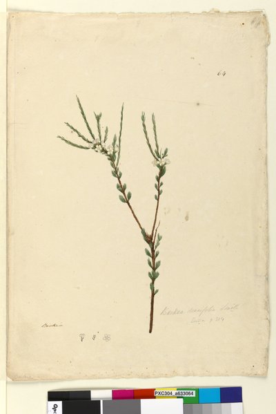 Strona 64. Baeckea densifolia, c.1803-06 (toaleta, długopis, atrament i ołówek) autorstwa John William Lewin