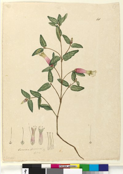Strona 68. Correa speciosa, c.1803-06 (toaleta, długopis, atrament i ołówek) autorstwa John William Lewin