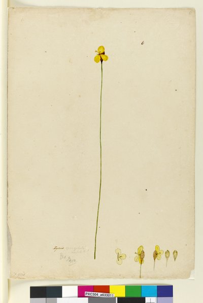 Strona 6. Xyris operculata, c.1803-06 (toaleta, długopis, atrament i ołówek) autorstwa John William Lewin