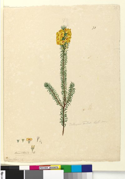 Strona 73. Dillwynia rubis?, c.1803-06 (wc, długopis, tusz i ołówek) autorstwa John William Lewin