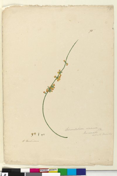 Strona 75. Sphaerolobium vimineum, c.1803-06 (toaleta, długopis, atrament i ołówek) autorstwa John William Lewin
