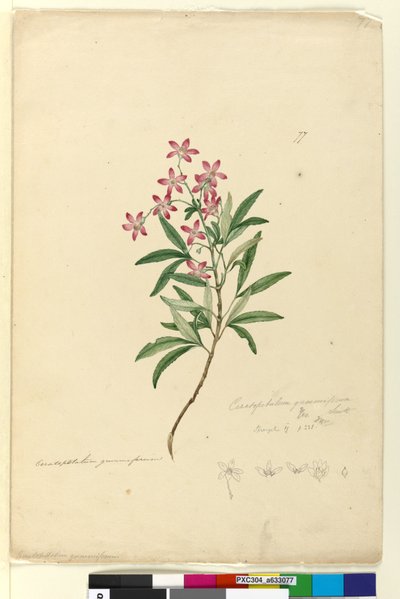 Strona 77. Ceratopetalum gummiferum, c.1803-06 (toaleta, długopis, atrament i ołówek) autorstwa John William Lewin