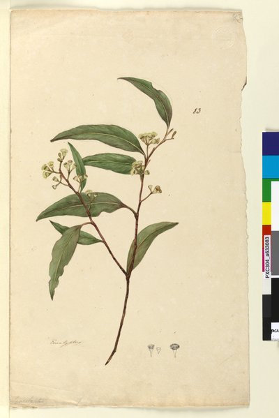Strona 83. Eukaliptus, ok. 1803-06 (toaleta, długopis, atrament i ołówek) autorstwa John William Lewin