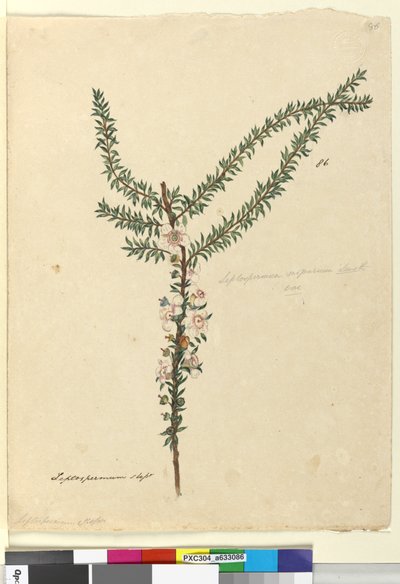 Strona 86. Leptospermum scoparium, c.1803-06 (toaleta, długopis, atrament i ołówek) autorstwa John William Lewin