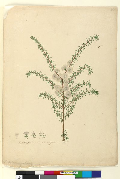 Strona 87. Leptospermum ambiguum, c.1803-06 (toaleta, długopis, atrament i ołówek) autorstwa John William Lewin