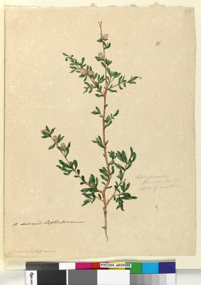 Strona 88. Leptospermum flavescens, ok. 1803-06 (toaleta, długopis, atrament i ołówek) autorstwa John William Lewin