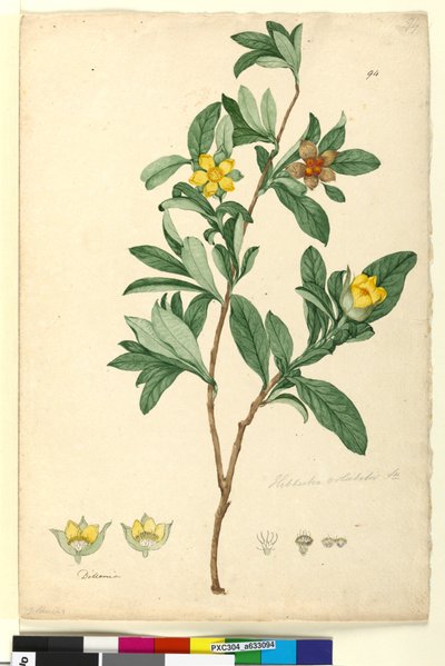 Strona 94. Hibbertia volubilis syn. Hibbertia scandens, c.1803-06 (toaleta, długopis, atrament i ołówek) autorstwa John William Lewin