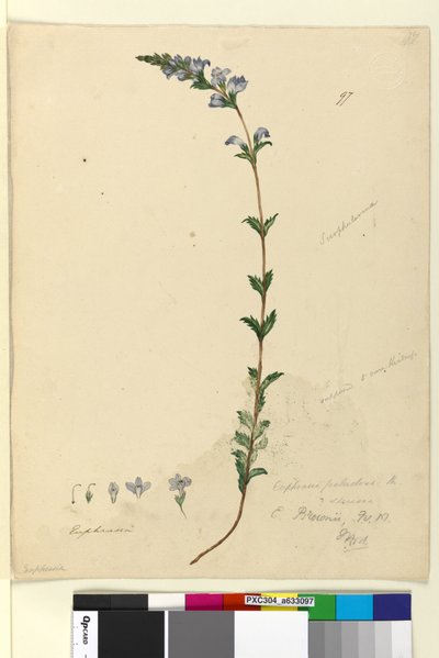 Strona 97. Euphrasia paludosa, c.1803-06 (toaleta, długopis, atrament i ołówek) autorstwa John William Lewin