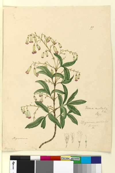 Strona 99. Bignonia australisPandorea pandorana, c.1803-06 (toaleta, długopis, tusz i ołówek) autorstwa John William Lewin