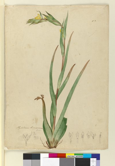 l. Phylidrum lanuginosum, c.1803-06 (toaleta, długopis, atrament i ołówek) autorstwa John William Lewin