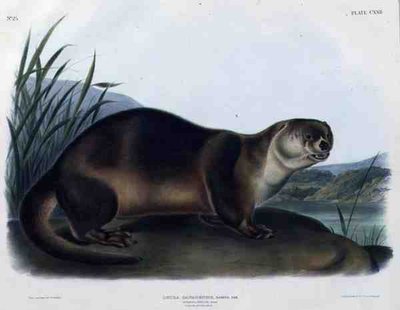 Lutra Canadensis lub Lataxina Mollis (Canada Wydra), tabliczka 122 z „Cworonogów Ameryki Północnej”, rytowana przez Johna T. Bowena (1801-c.1856) autorstwa John Woodhouse (after) Audubon