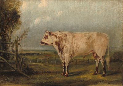 Młody byk, ok. 1849. autorstwa John Woodhouse Audubon