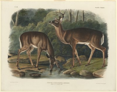 Jeleń Wirginia autorstwa John Woodhouse Audubon