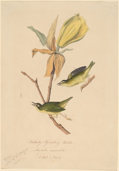 Pokrzewka Kentucky łapiąca muchy autorstwa John Woodhouse Audubon