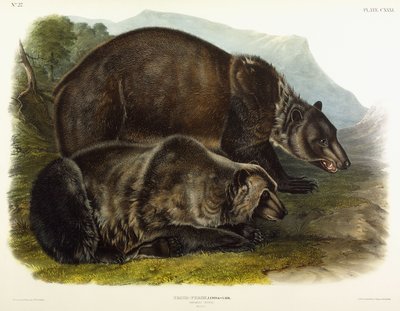 Samiec niedźwiedzia grizzly, 1848 autorstwa John Woodhouse Audubon