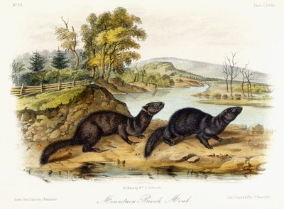 Norka Górskiego Potoku, ok. 1849-1854 autorstwa John Woodhouse Audubon