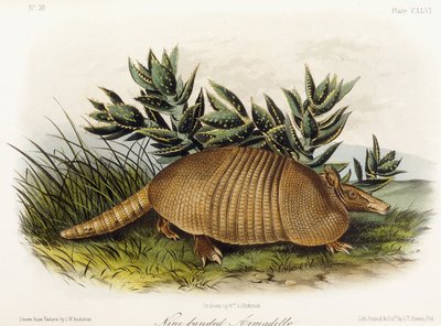 Pancernik dziewięciopasmowy, 1849-1854 autorstwa John Woodhouse Audubon