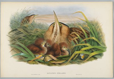 Botaurus Stellaris - Bąk, ryty przez H. C. Richtera autorstwa John after Gould