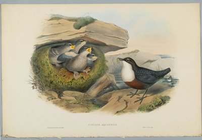 Cinclus Aquaticus - Water Ousel lub Dipper, grawerowane przez H. C. Richtera autorstwa John after Gould