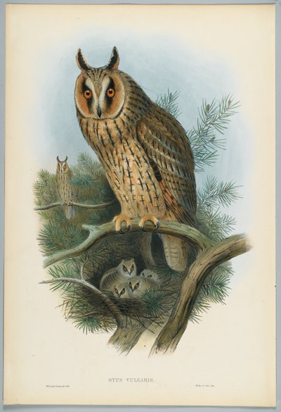 Otus Vulgaris - sowa uszata, rysowany przez J. Wolfa, grawerowany przez H. C. Richtera autorstwa John after Gould