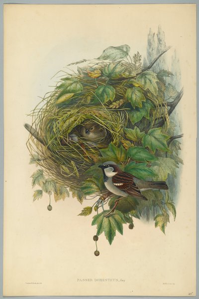 Passer Domesticus - Wróbel zwyczajny, ryt. H. C. Richter autorstwa John after Gould