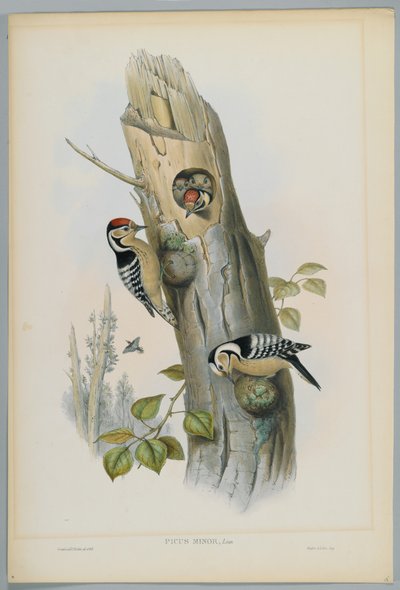Picus Minor - dzięcioł mały, ryty przez H. C. Richtera autorstwa John after Gould