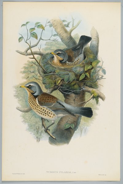 Turdus Pilarus - Drozd jałowca, grawerowane przez H. C. Richtera autorstwa John after Gould
