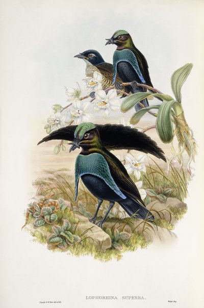 Wspaniały rajski ptak (Lophorina Superba) autorstwa John and Hart William Gould