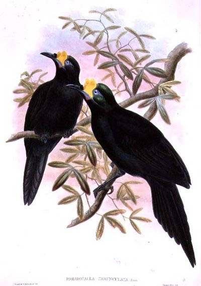 Paradigalla Carunculata autorstwa John and Hart, William Gould