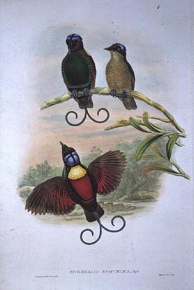 Wilsons Phyllodes Respublica - Rajski ptak autorstwa John and Hart, William Gould