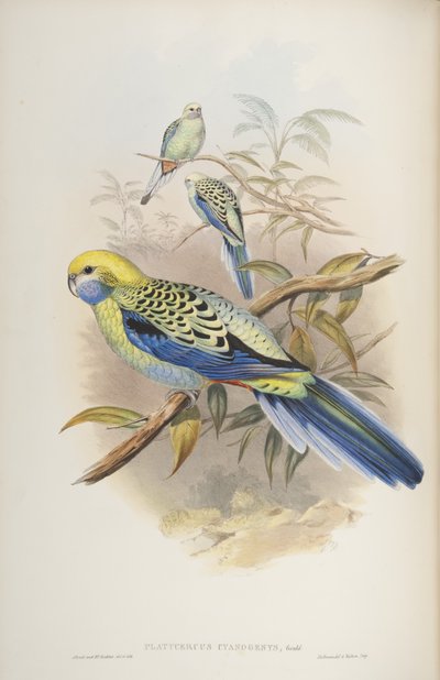 Platycerus cyanogenus z The Birds of Australia Johna Goulda, 1840 autorstwa John and Richter Gould