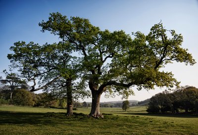 GOODWOOD ESTATE, WEST SUSSEX, 2019 (zdjęcie ilustracyjne) autorstwa Jon Nicholson