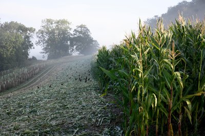 Posiadłość Goodwood w West Sussex, Wielka Brytania, 2019 r. (zdjęcie) autorstwa Jon Nicholson