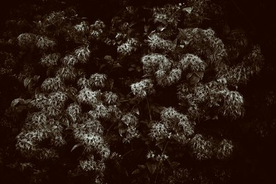 Posiadłość Goodwood w West Sussex, Wielka Brytania, 2019 r. (zdjęcie) autorstwa Jon Nicholson