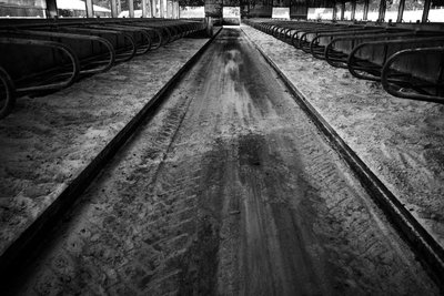 Posiadłość Goodwood w West Sussex, Wielka Brytania, 2019 r. (zdjęcie) autorstwa Jon Nicholson