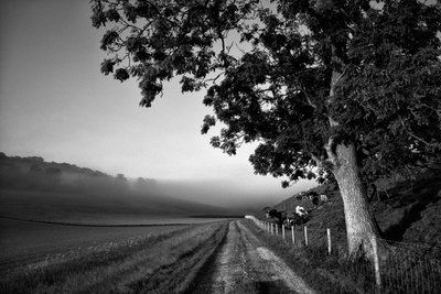 Posiadłość Goodwood w West Sussex, Wielka Brytania, 2019 r. (zdjęcie) autorstwa Jon Nicholson