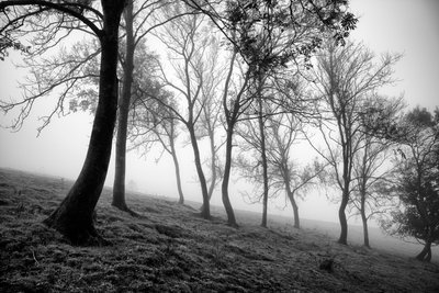 Posiadłość Goodwood w West Sussex, Wielka Brytania, 2019 r. (zdjęcie) autorstwa Jon Nicholson