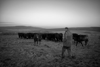 Posiadłość Goodwood w West Sussex, Wielka Brytania, 2019 r. (zdjęcie) autorstwa Jon Nicholson