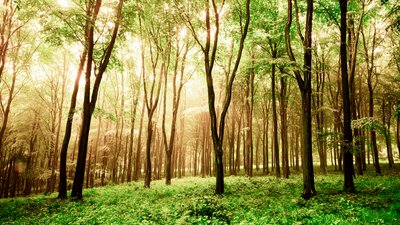 Posiadłość Goodwood w West Sussex, Wielka Brytania, 2020 r. (zdjęcie) autorstwa Jon Nicholson