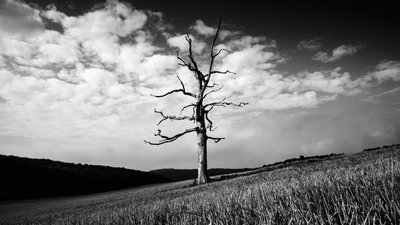 Posiadłość Goodwood w West Sussex, Wielka Brytania, 2020 r. (zdjęcie) autorstwa Jon Nicholson