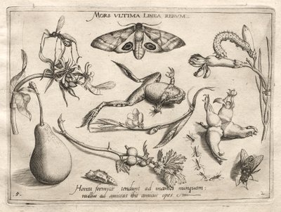 Archetypy i studia: Śmierć to linia, która wyznacza koniec całej części II, płyta 5, 1592. autorstwa Joris Hoefnagel