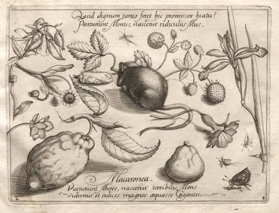 Archetypy i studia: Co może się wyłonić zgodnie z tak przepastną obietnicą, 1592. autorstwa Joris Hoefnagel